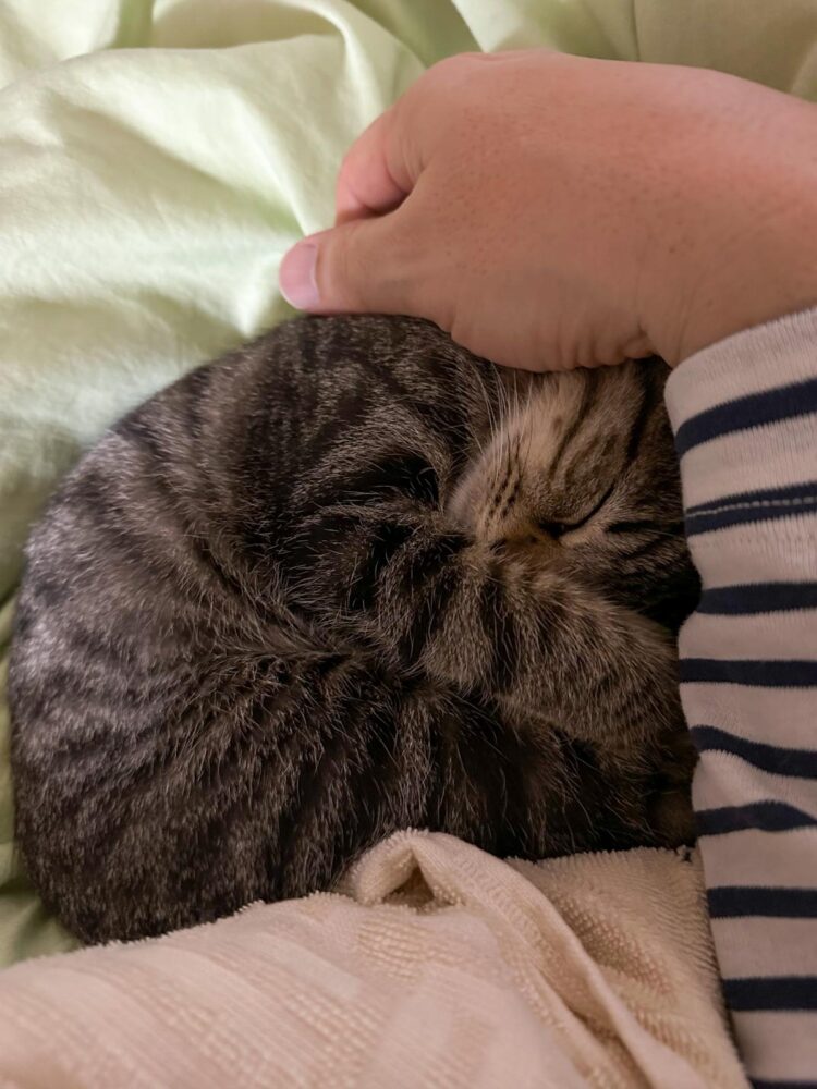 アンモニャイト