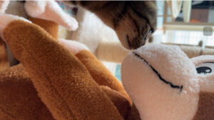 おさるのジョージとシマキチ